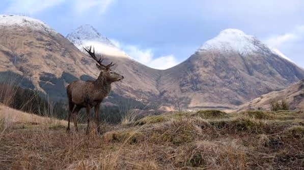 A red deer stag on the moor with the snow-covered tops of Glen Coe rising behind him