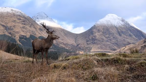 A red deer stag on the moor with the snow-covered tops of Glen Coe rising behind him