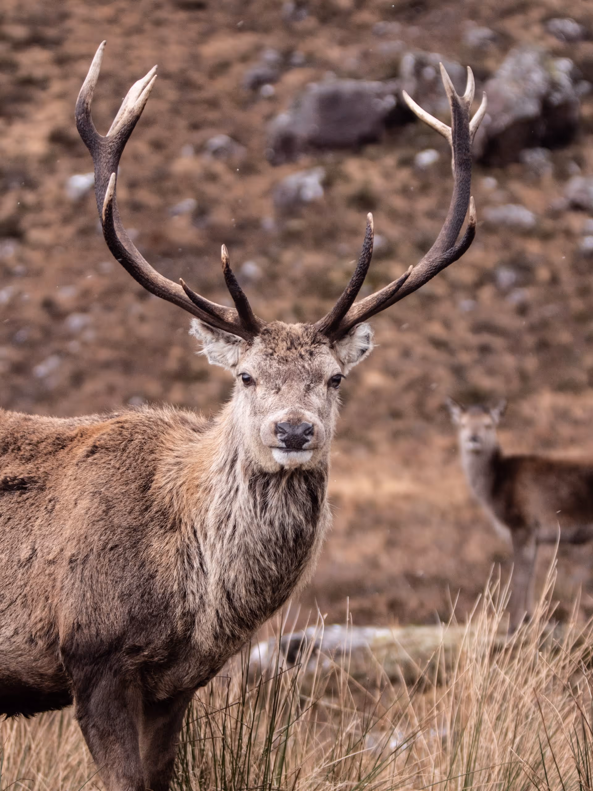 A red deer stag on winter moorland with his antlers full, hinds grazing behind him
