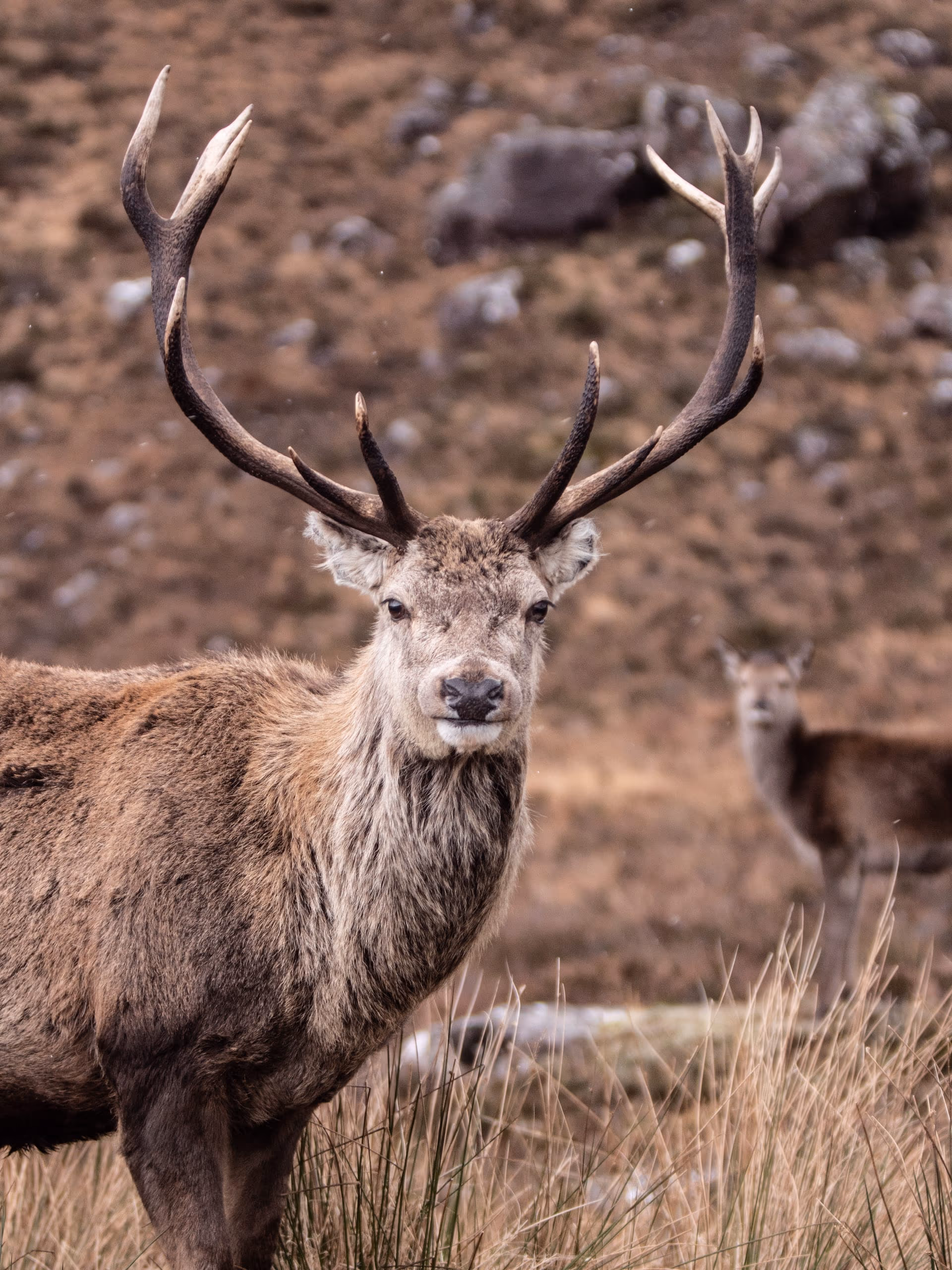A red deer stag on winter moorland with his antlers full, hinds grazing behind him