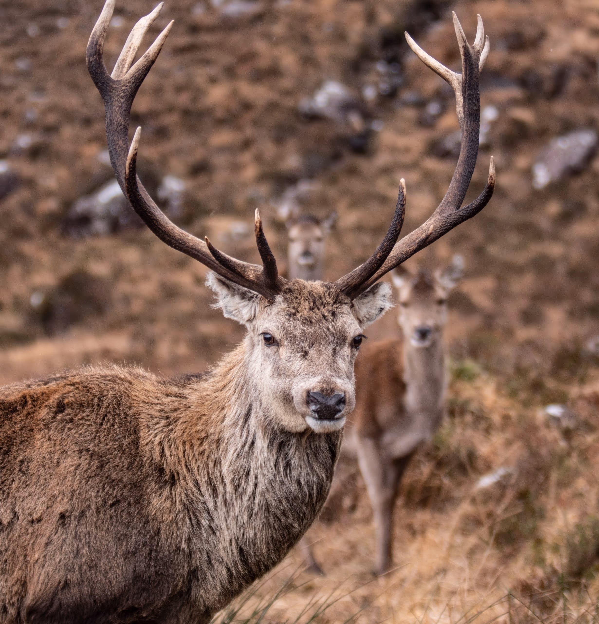 A red deer stag on the open moor looking straight back at the camera, the rest of the herd behind him